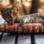 Кот и сосиска
